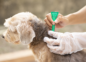 dog flea and tick prevention