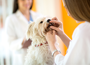dental health treats for dogs