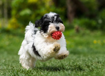 Puppy running with toy in mouth